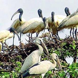 Migrated Birds of Bhitarakanika