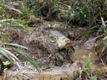 Crocodile Nest