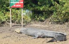 Crocodile on Sunny Day inside Bhitara Kanika