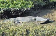 Crocodile Guarding Nest inside Bhitarakanika