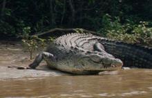 Crocodile moves to Water